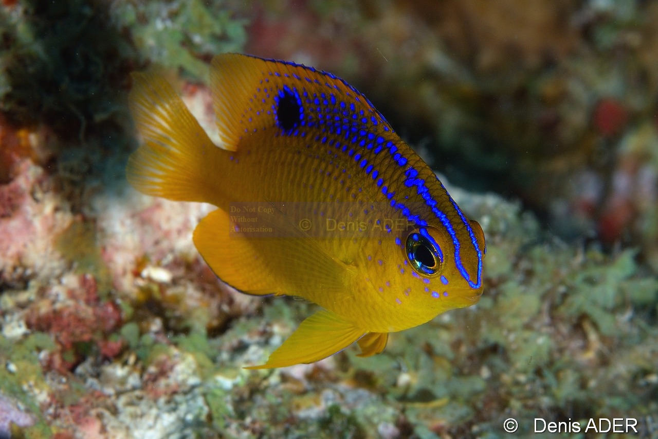Stegastes diencaeus Demoiselle jaune et bleue juv-Bonaire 1000steps-10m-20180222-Denis-ADER-DSC_7493_tn.jpg